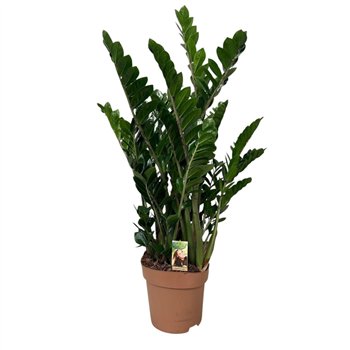 Zamija zamiifolia 10+ springs 10 stems plnt 110cm 30cm Q3954