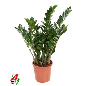 Zamija zamiifolia Zamiifolia P21tak plnt 80cm 21cm Q3955