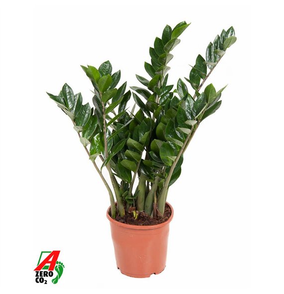 Zamija zamiifolia Zamiifolia P21tak plnt 80cm 21cm Q3955
