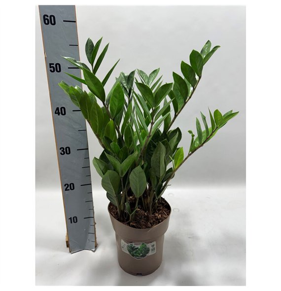 Zamija zamiifolia P17 55cm 8+ springs 8 stems plnt 55cm 17cm Q3962