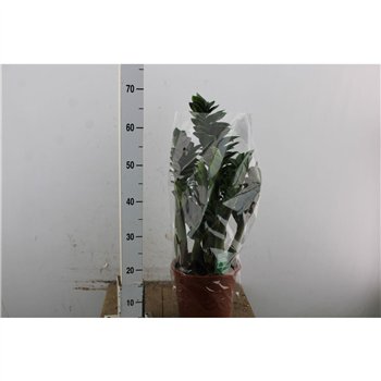 Zamija zamiifolia zenzi Zenzi 65cm 21cm Q3964