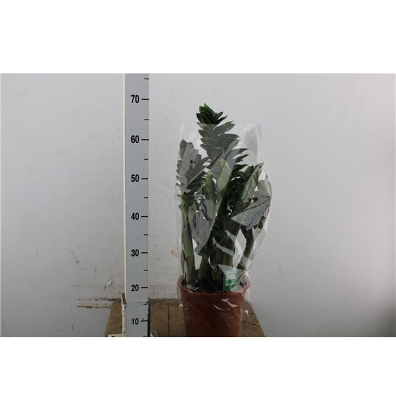 Zamija zamiifolia zenzi Zenzi 65cm 21cm Q3964
