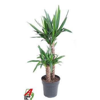 Juka 60-30pp 100cm 21cm Q3970