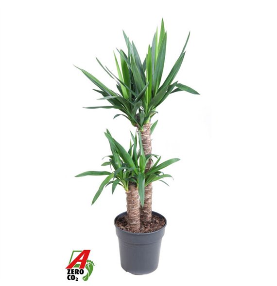 Juka 60-30pp 100cm 21cm Q3970