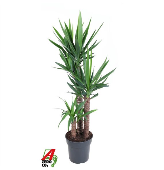 Juka 90-60-303 pp 130cm 27cm Q3973