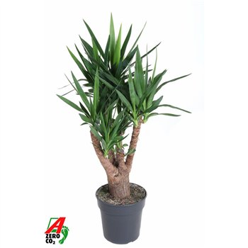 Juka branched 4+-arm P27pp 100cm 27cm Q3974
