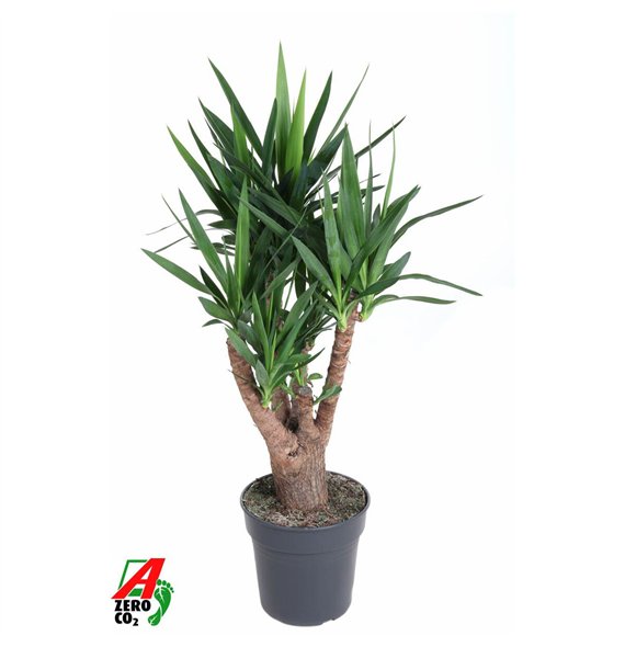 Juka branched 4+-arm P27pp 100cm 27cm Q3974