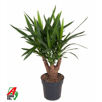 Juka branched 3 4-arm P21pp 70cm 21cm Q3976