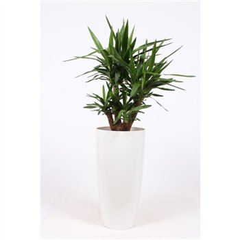 Juka elephantipes in Santorini pot  wit 1 pp 130cm 33cm Q3981