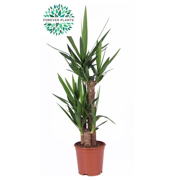 Juka p21  60+30+20 (1+ heads) 3 pp 95cm 21cm Q3984