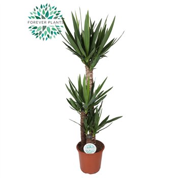 Juka p24  90+45+20 (3+ heads) 3 pp 130cm 24cm Q3985