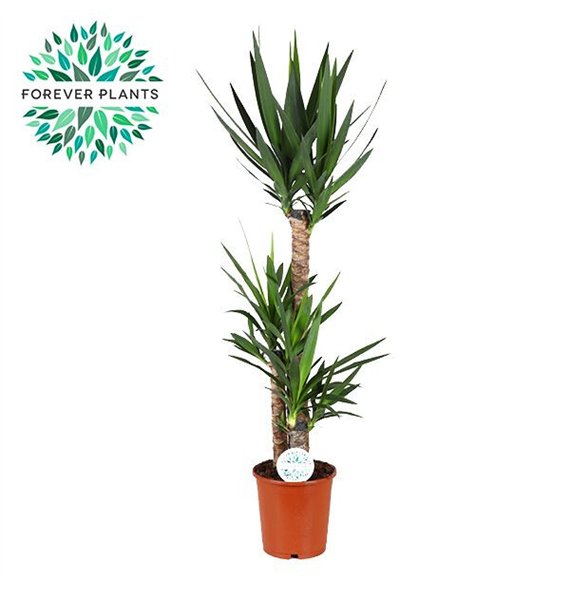 Juka p24  90+45+20 (2+ heads) 3 pp 130cm 24cm Q3986