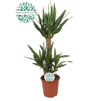 Juka p21  60+30+20 (3+ heads) 3 pp 95cm 21cm Q3987