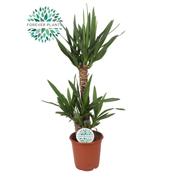 Juka p21  60+30+20 (3+ heads) 3 pp 95cm 21cm Q3987