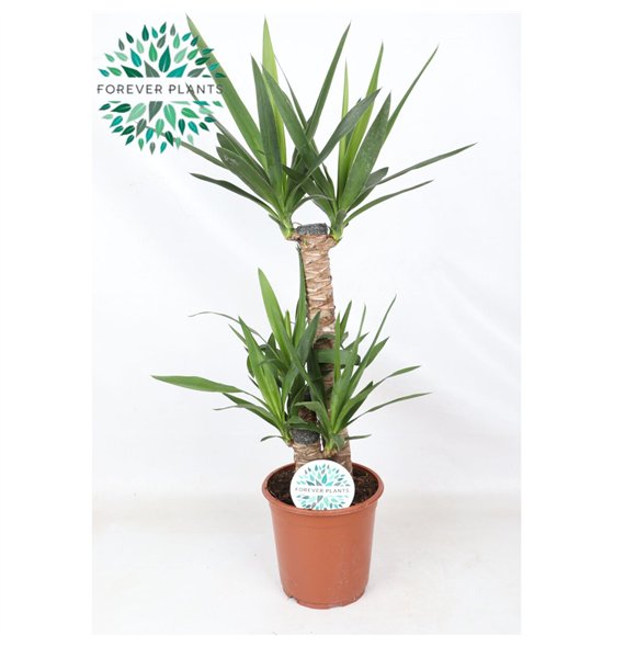 Juka p21  60+30+20 (2+ heads) 3 pp 95cm 21cm Q3988