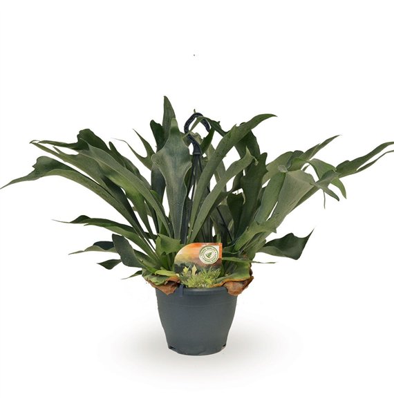 Platycerium bifurcatum hangpot1 pp 50cm 20cm Q4026