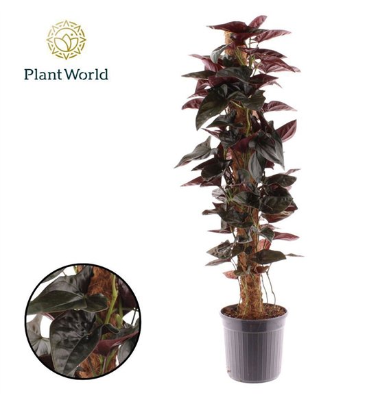 Syngonium erythrophyllum Red Nasadow Mosstok 100 cm 2 pp 100cm 20cm Q4119