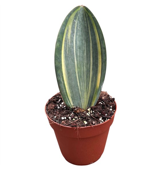 Taščin jezik - Sanseveria Masoniana Aurea 1 pp 20cm 14cm Q4157