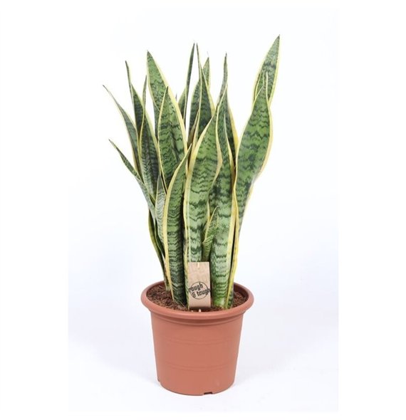 Taščin jezik - Sanseveria trifasciata laurentii Laurentii 80cm 25cm Q4164