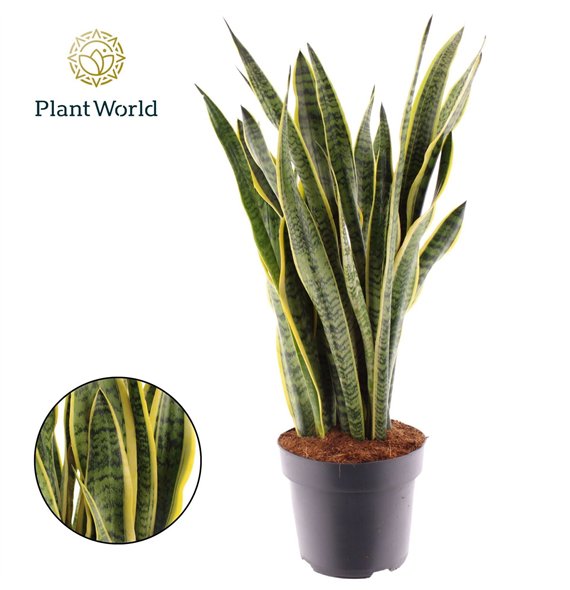 Taščin jezik - Sanseveria trifasciata laurentii Laurentii 2 pp 80cm 24cm Q4209