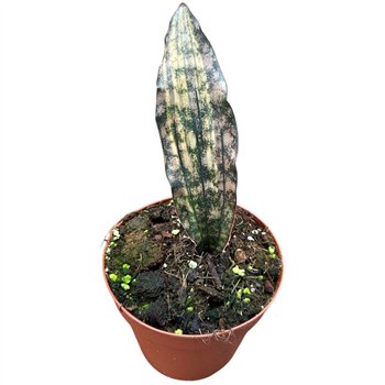 Taščin jezik - Sanseveria Kirkii Coppertone Variegata 1 pp 20cm 14cm Q4214