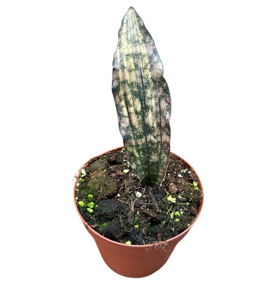 Taščin jezik - Sanseveria Kirkii Coppertone Variegata 1 pp 20cm 14cm Q4214