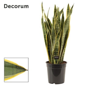 Taščin jezik - Sanseveria trifasciata laurentii 24cm Decorum 85cm 24cm Q4282