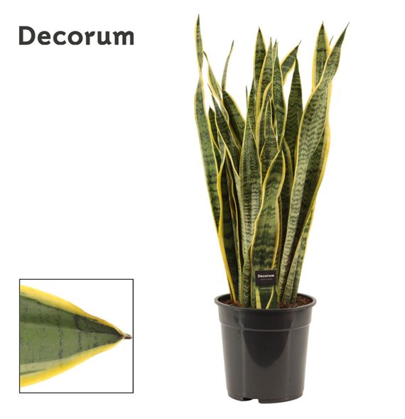 Taščin jezik - Sanseveria trifasciata laurentii 24cm Decorum 85cm 24cm Q4282