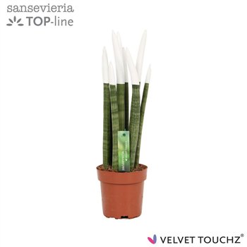Taščin jezik - Sanseveria cylindrica VELVET TOUCHZ® Wit 45cm 12cm Q4402