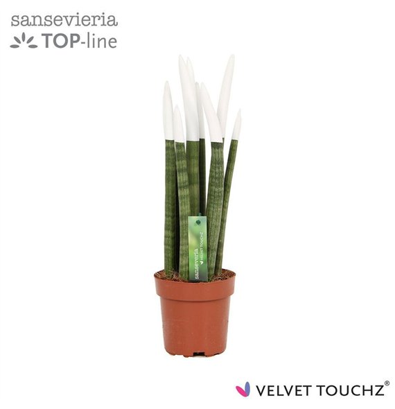 Taščin jezik - Sanseveria cylindrica VELVET TOUCHZ® Wit 45cm 12cm Q4402