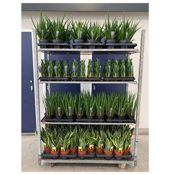 Taščin jezik - Sanseveria mix CC (soort per laag) 35cm 14cm Q4434