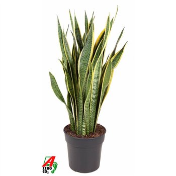 Taščin jezik - Sanseveria trifasciata laurentii Laurentii P2712 pp 90cm 27cm Q4493