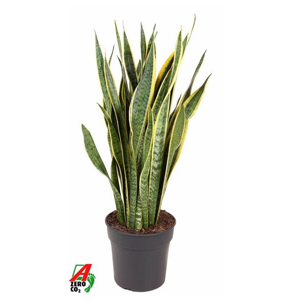 Taščin jezik - Sanseveria trifasciata laurentii Laurentii P2712 pp 90cm 27cm Q4493