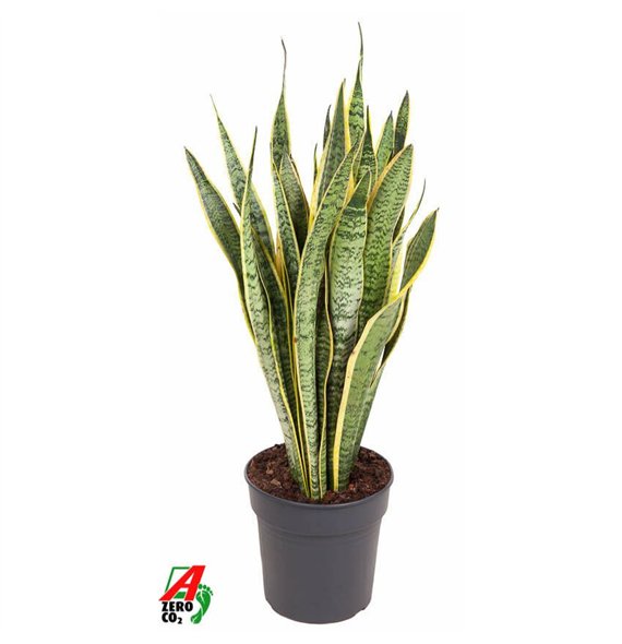 Taščin jezik - Sanseveria trifasciata laurentii Laurentii P2420 pp 80cm 24cm Q4497