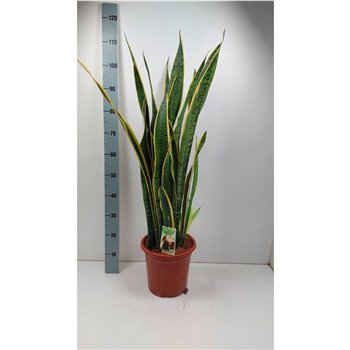 Taščin jezik - Sanseveria trifasciata laurentii Laurentii p26 extra dik 100cm 27cm Q4509