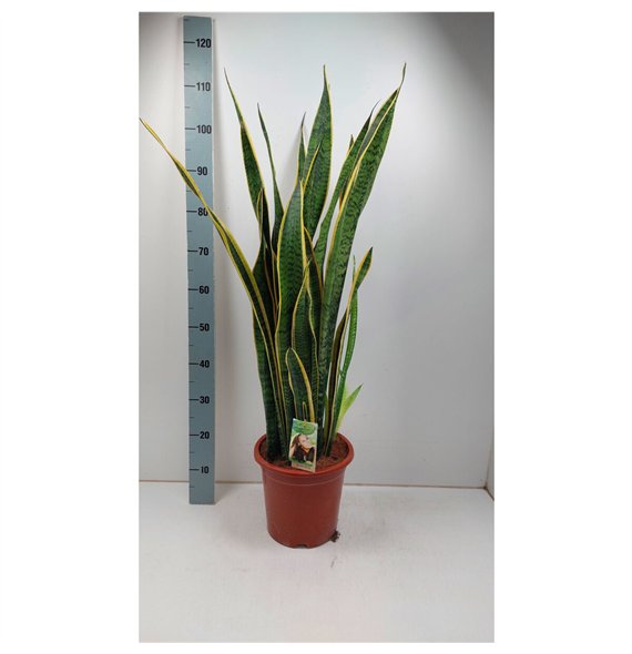 Taščin jezik - Sanseveria trifasciata laurentii Laurentii p26 extra dik 100cm 27cm Q4509