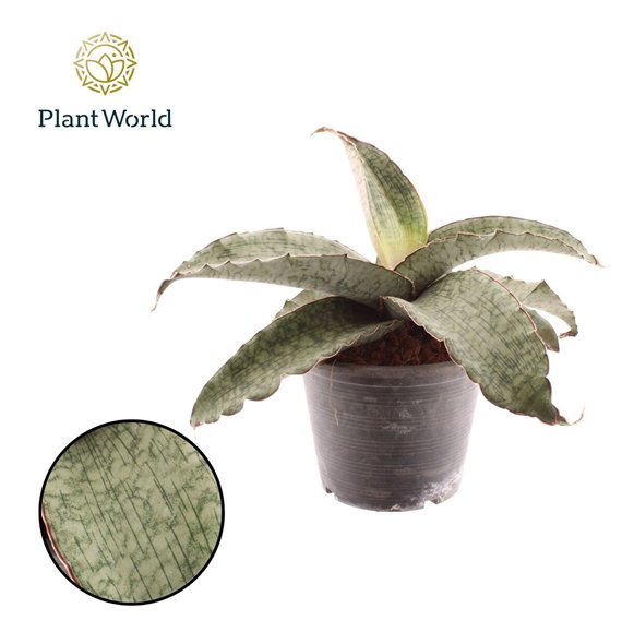 Taščin jezik - Sanseveria kirkii silver blue Kirkii Silver Blue 19cm 33cm 19cm Q4628