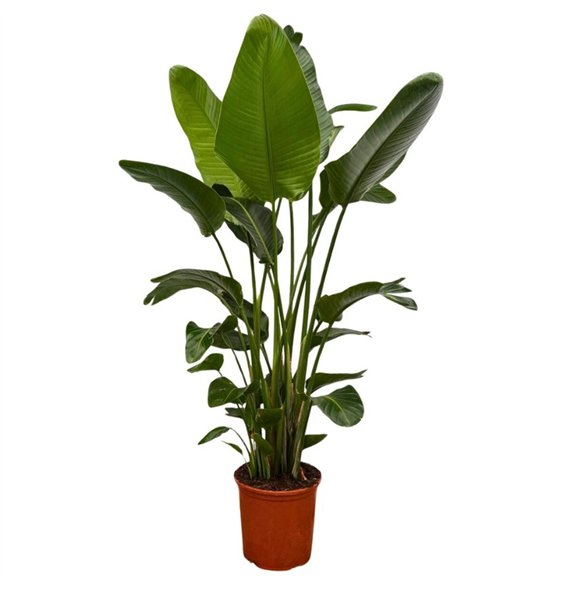 Strelicija nicolai Nicolai 6-stek - 190cm 6 pp 200cm 32cm Q4695