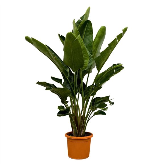 Strelicija nicolai Nicolai 5 pp 250cm 50cm Q4697