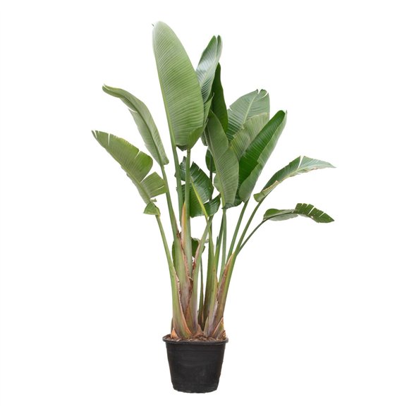 Strelicija nicolai Nicolai 3 pp 250cm 45cm Q4698