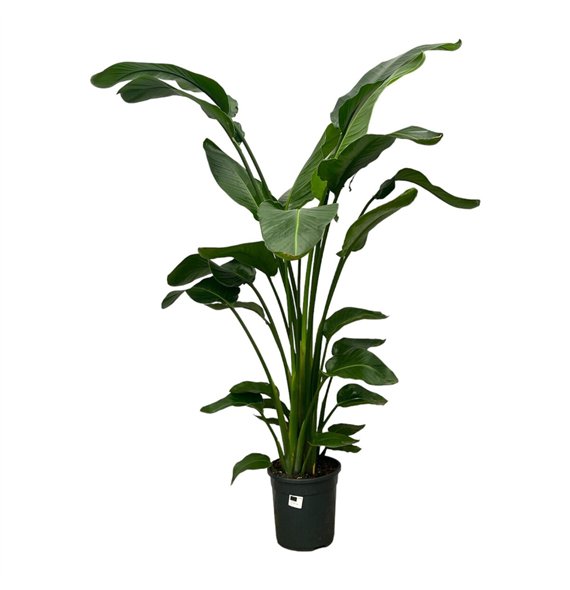 Strelicija nicolai Nicolai 4 pp 140cm 24cm Q4699