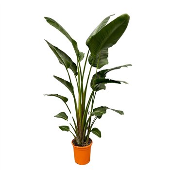 Strelicija nicolai Nicolai 4 pp 230cm 32cm Q4700