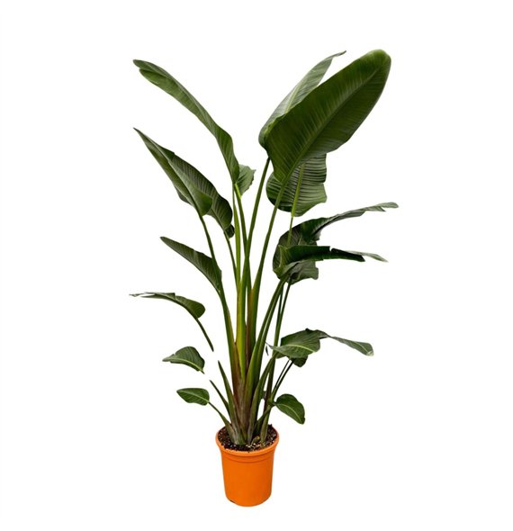 Strelicija nicolai Nicolai 4 pp 230cm 32cm Q4700