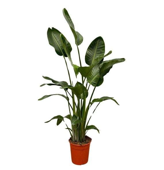 Strelicija nicolai Nicolai 4 pp 200cm 27cm Q4701