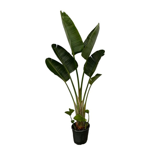 Strelicija nicolai Nicolai 1 pp 210cm 28cm Q4702