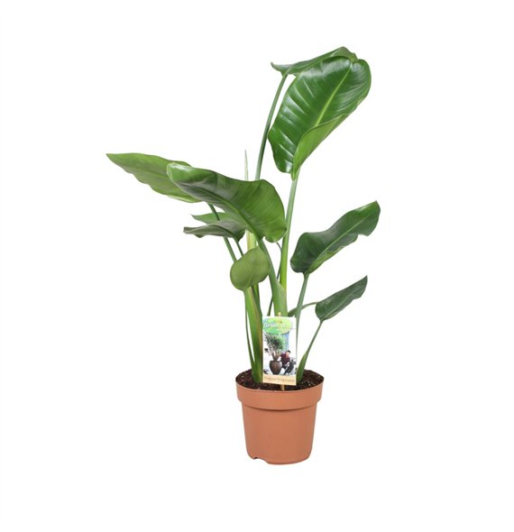 Strelicija nicolai Nicolaizonder flower fl  2 pp 55cm 17cm Q4703