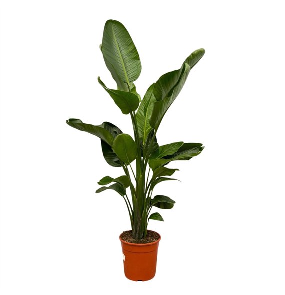 Strelicija nicolai Nicolai - 160cm 4 pp 160cm 24cm Q4705