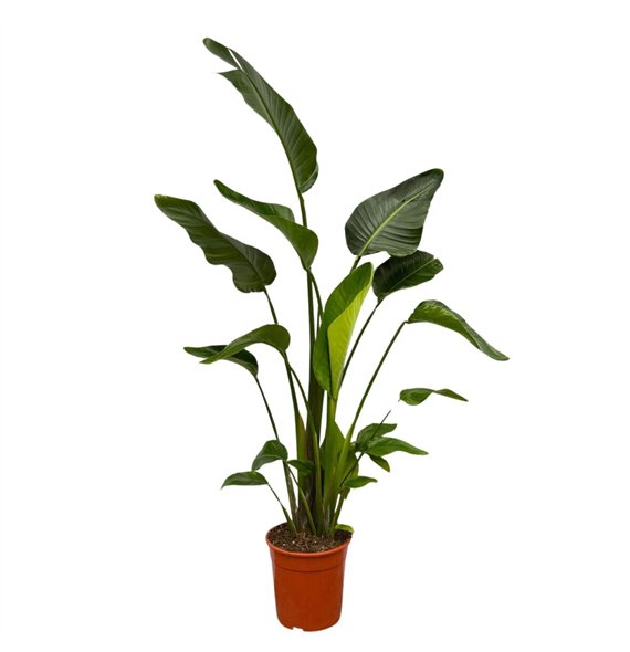 Strelicija nicolai Nicolai - 150cm 4 pp 150cm 24cm Q4706