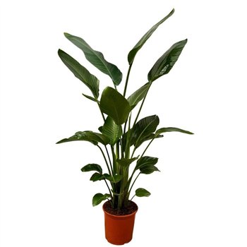 Strelicija nicolai Nicolai - 200cm 4 pp 200cm 30cm Q4707