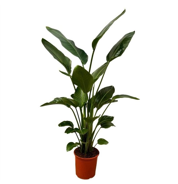 Strelicija nicolai Nicolai - 200cm 4 pp 200cm 30cm Q4707